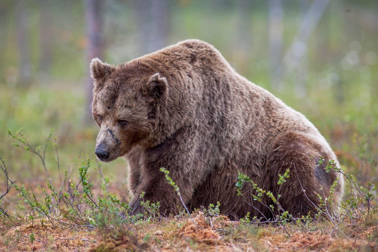 Tired ETH bears are unwinding bets, lifting ETH higher. (LTapsaH/Pixabay)