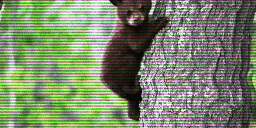 Bear Market Trends bear market nansen zurp 1inch aave