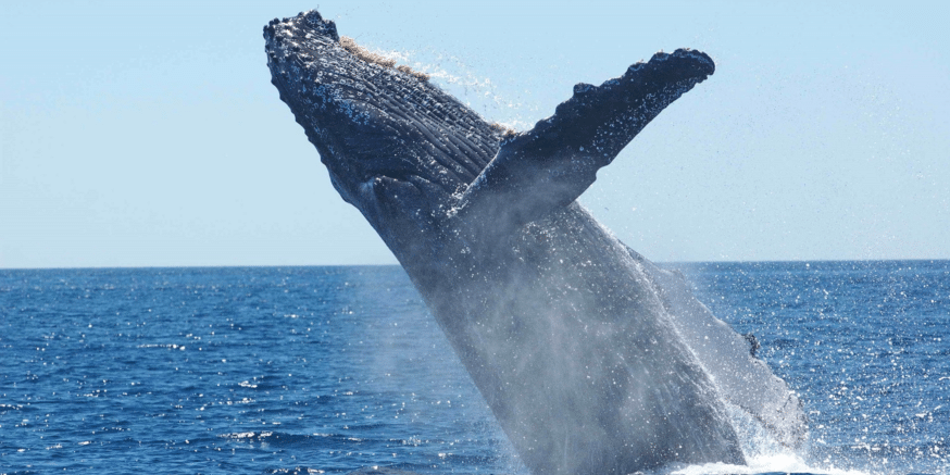 Crypto Whale Sells XRP, ETH for $7.5M, Keeps $15.4M in Solana Bitcoin whales bought 450,000 BTC during the six-month long crypto winter.